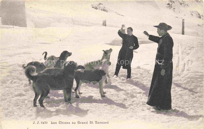 Hunde dogs chiens-- Grand St. Bernard