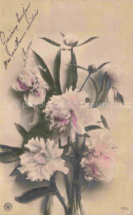 Foto NPG Nr. 335/10 Blumen Rosen