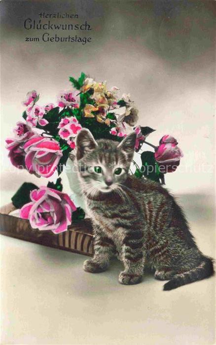 Katzen Geburtstag Rosen
