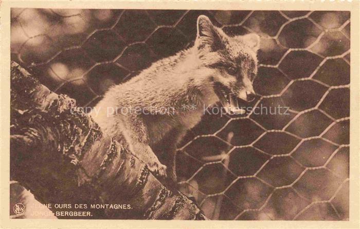 Foto MLS Nr. Bergbeer Ours des Montagnes