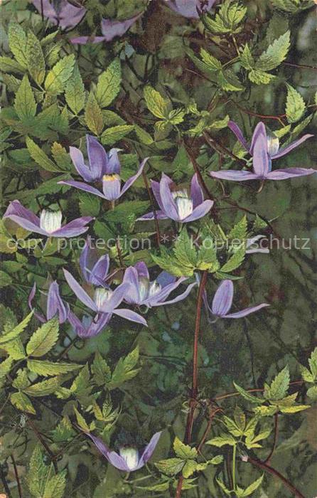 Foto Photochemie Nr. 950 Atragene alpina