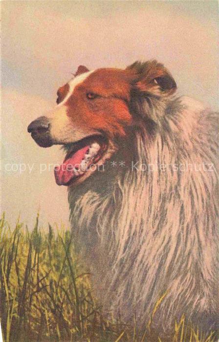 Hunde dogs chiens-- Collie