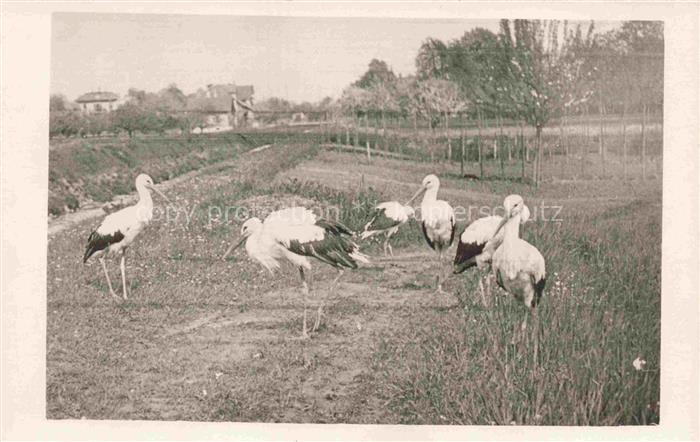 Voegel Birds Oiseaux Stroch Cigogne