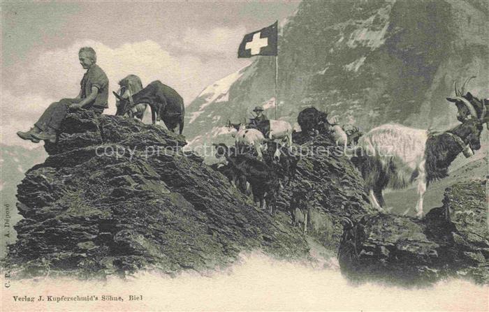 Ziege Goat Chevre-- Kind Berg Schweiz