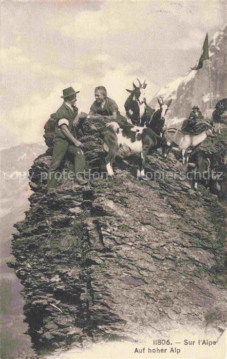 Ziege Goat Chevre-- Alpe Schweiz