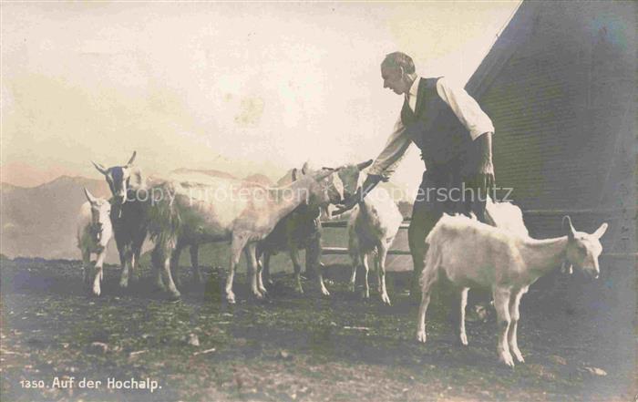 Ziege Goat Chevre-- Hochalp Schweiz