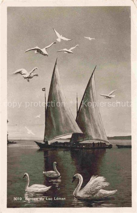 Segelboote Segelschiffe Sailing Voile Vela-- Lac Leman Schwaene