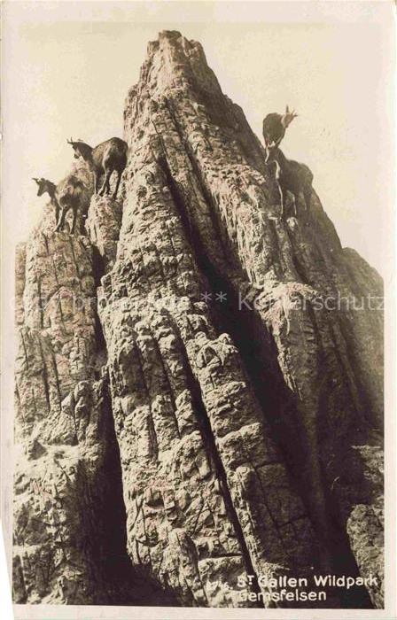 Gemsen Chamois Gamuza Camosicio-- St Gallen Wildpark
