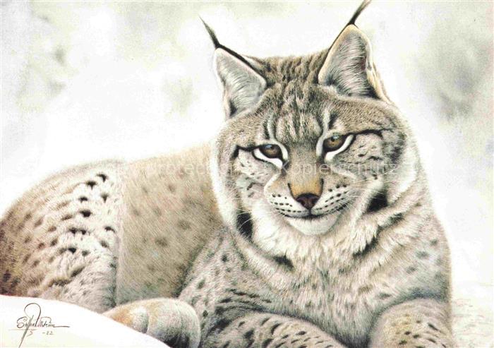 Luchs Lynx Lince-- Stockholm