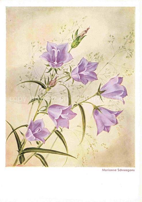 SCHNEEGANS Marianne (1904-1997) Kuenstlerkarte Rosen