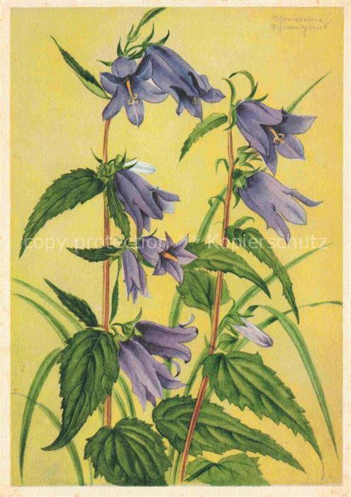 SCHNEEGANS Marianne (1904-1997) Kuenstlerkarte Blumen