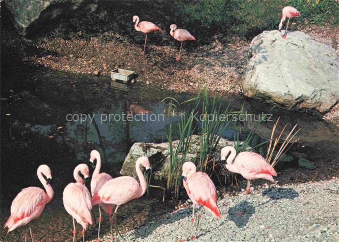 Zoo Gardin Zoologique-- Seeteufel Biel Schweiz Flamingo Afrika