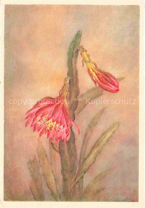 CHRISTOFFEL Anton Kuenstlerkarte Phyllokaktus Blattkaktus