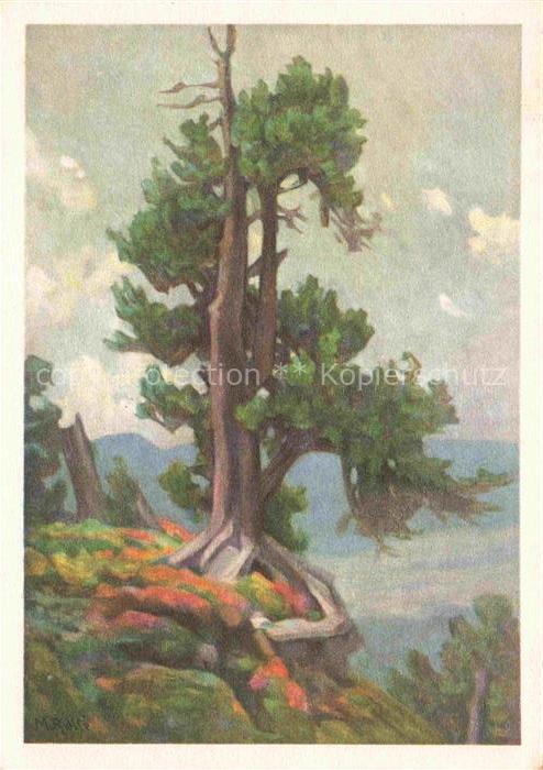 ROLLE Marie Kuenstlerkarte Arve mit Heidekraut