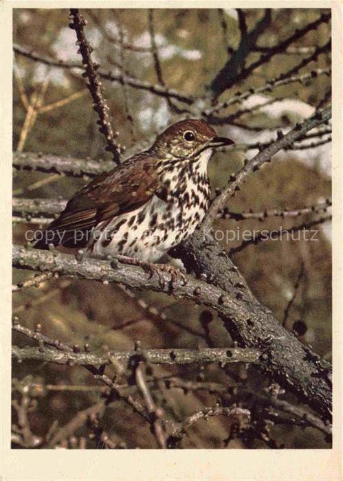 Voegel Birds Oiseaux Turdidae Turdus Singdrossel