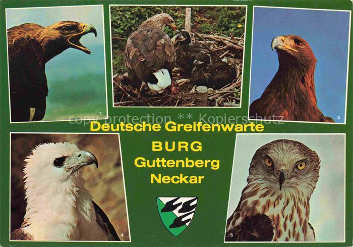 Adler Eagle Aigle Aguila-- Deutsche Greifenwarte Burg Guttenberg Claus Fentzloff