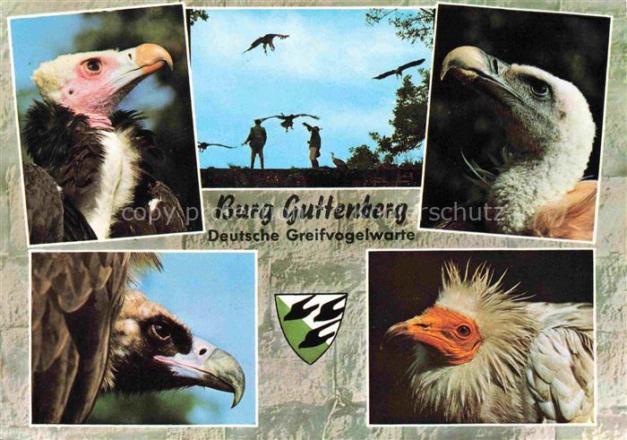 Geier Vulture Vautour Buitre Deutsche Greifenwarte Guttenberg Claus Fentzloff