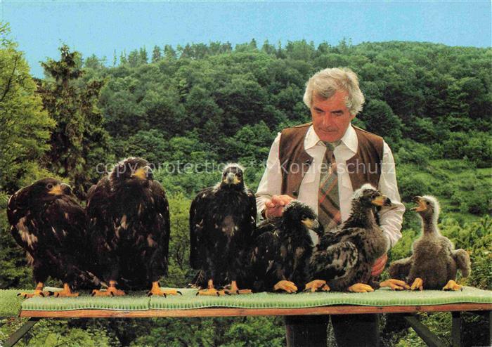 Geier Vulture Vautour Buitre Deutsche Greifenwarte Burg Guttenberg Claus Fentzlo