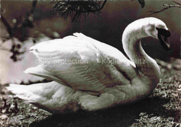 Gaense Gefluegel Poultry Volaille Pollame Aves de Corral-- Schweiz