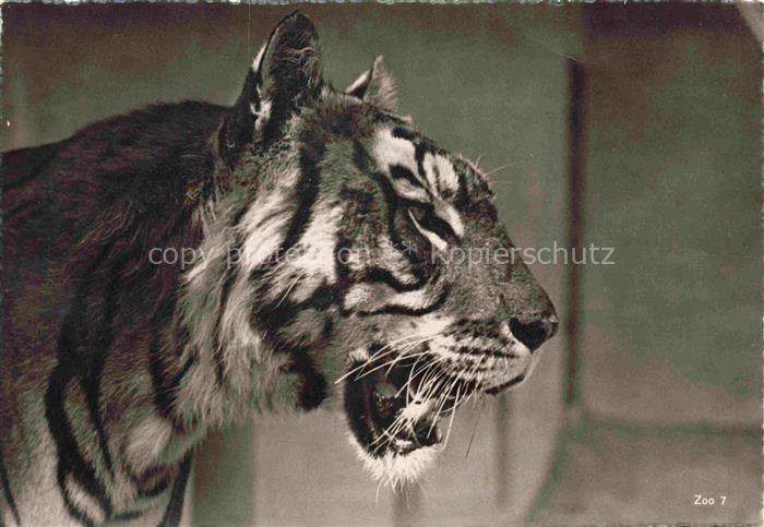 Zoo Gardin Zoologique-- Tiger Grido Zuerich