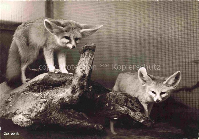 Zoo Gardin Zoologique-- Sennek Wuestenfuchs Zuerich