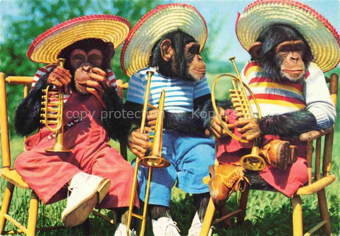 Affen Monkeys Singes Monos Scimmie-- Trompete Hut