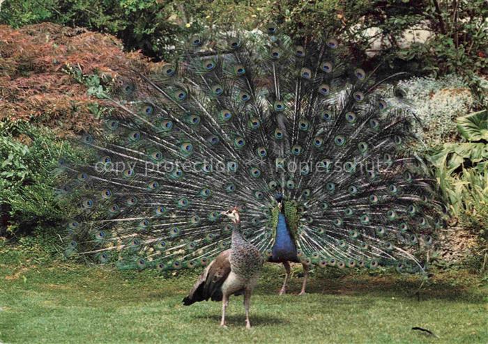 Zoo Gardin Zoologique-- Zuerich Pfauenpaar