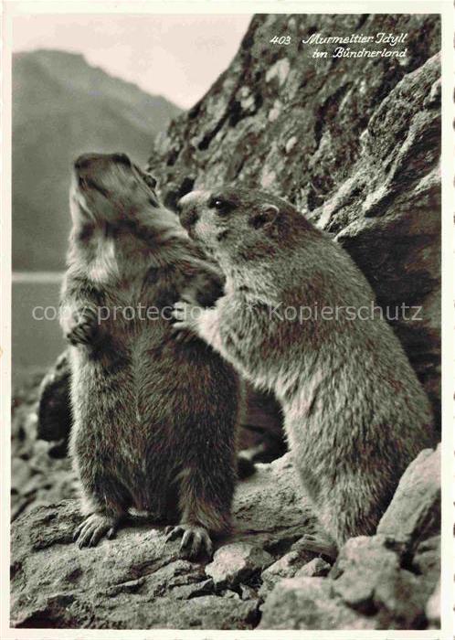 Murmeltier Buendnerland