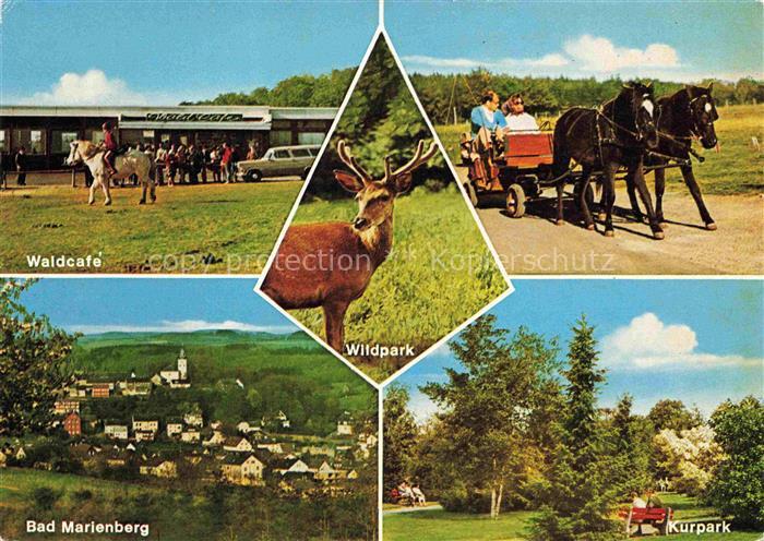 Bad Marienberg Waldcafe Wildpark Kutschfahrt Panorama Kurpark