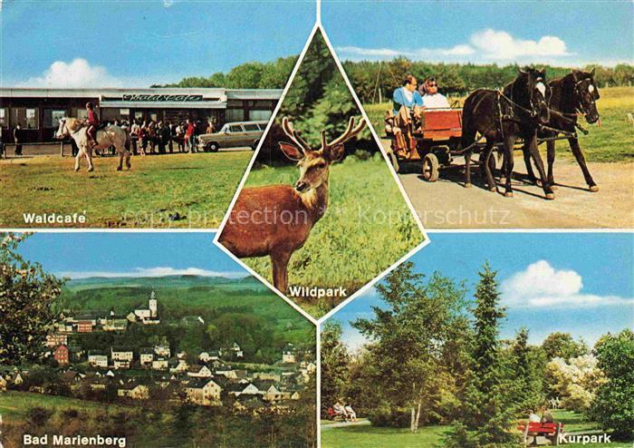 Bad Marienberg Waldcafe Wildpark Kutschfahrt Panorama Kurpark