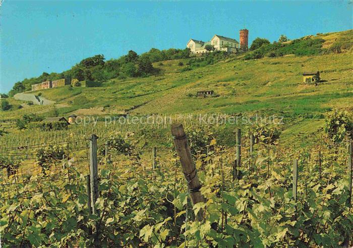 HEILBRONN Neckar Der Wartberg Weinberg