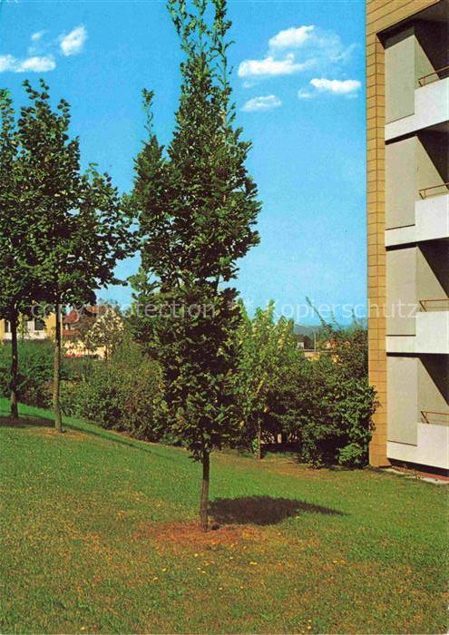 Backnang BW Baum der Freiheit