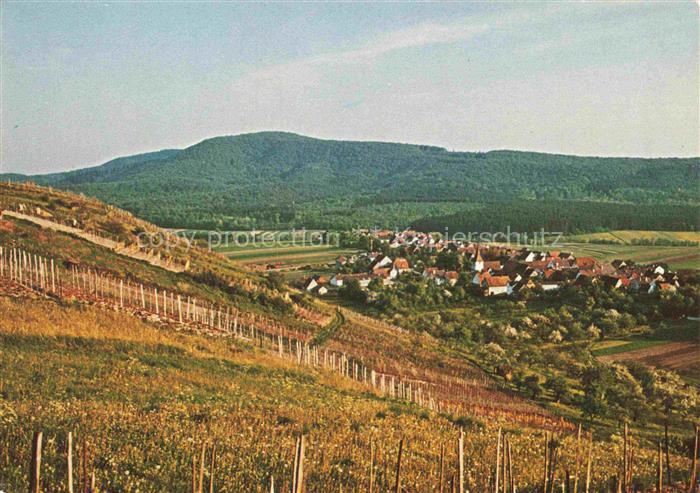 Ochsenbach Sachsenheim Weinberg Panorama