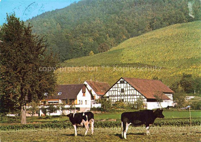 Renzen Ferien auf dem Bauernhof im Untersteinbacher Tal Viehweide Kuehe
