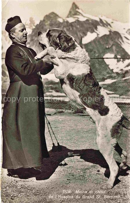 Hunde dogs chiens-- Moine Chien Grand St. Bernard