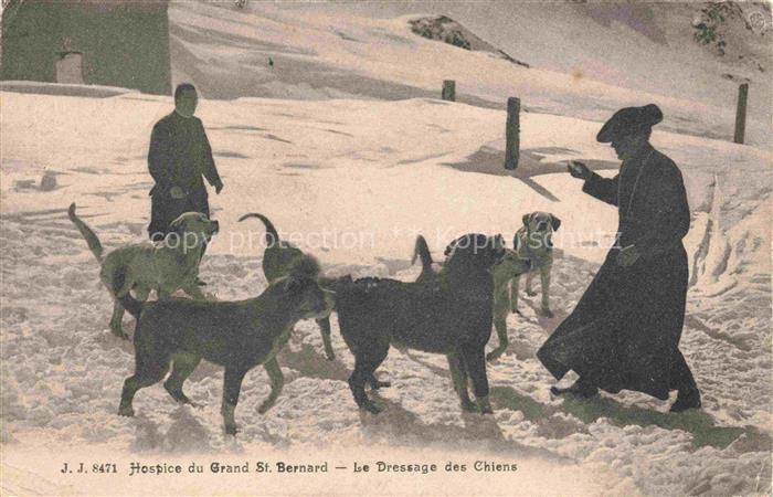 Bernhardiner Hunde dogs chiens Grand St. Bernard