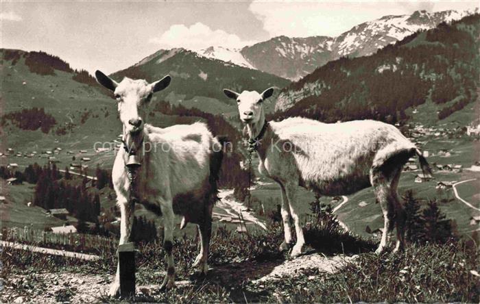 Ziege Goat Chevre-- Schweiz