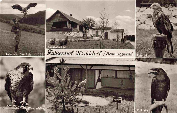 Falknerei Falke Falcon Faucon Halcon-- Walddorf Schwarzwald Adler Habichte