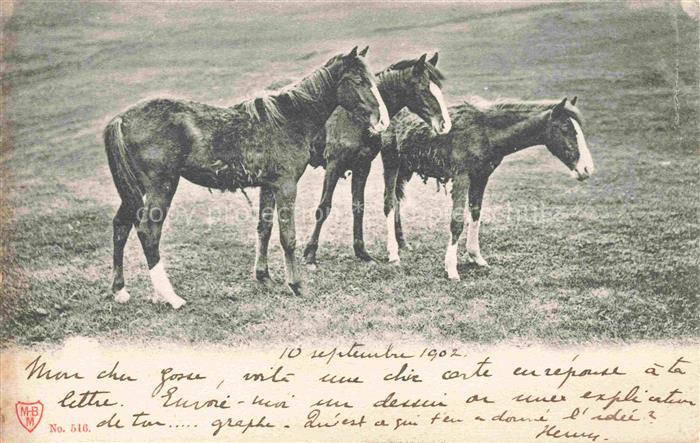 PFERDE Horses Cheval