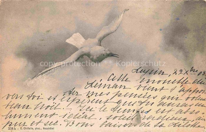 Moeve Voegel Birds Oiseaux-- Schweiz