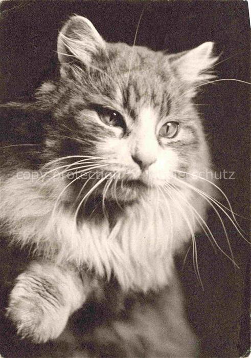 KATZEN Cats Chats Gatos Gatti-- Blaukreuzjugendwerk Zuerich