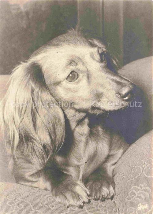 Dackel Dachshund Teckel Hunde dogs Chiens Cani Groh Muenchen