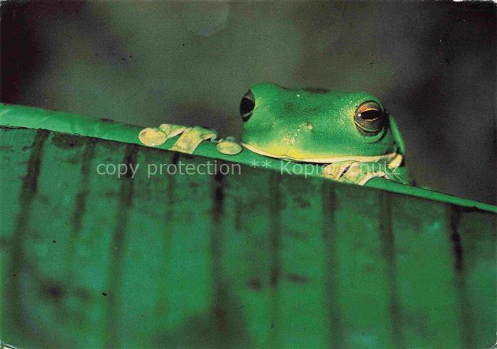 Froesche Lurchi Laubfrosch