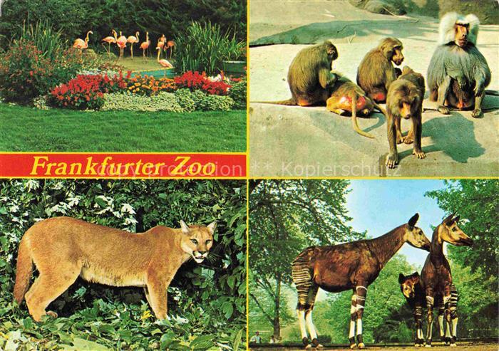 Zoo Gardin Zoologique-- Frankfurt Luchs Affen Flamingos