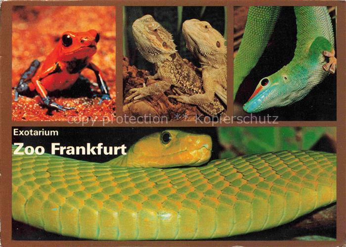 Zoo Gardin Zoologique-- Frankfurt Schlange Frosch