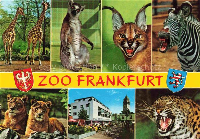 Zoo Gardin Zoologique-- Frankfurt Giraffen Loewen Luchs