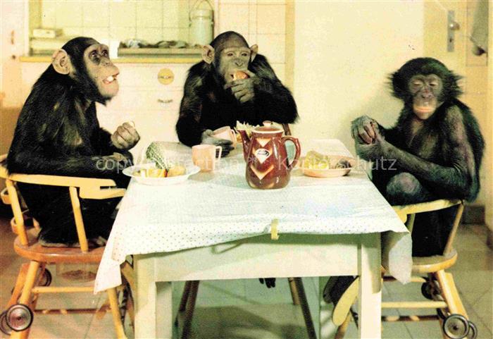 Zoo Gardin Zoologique-- Frankfurt Main Schimpansen