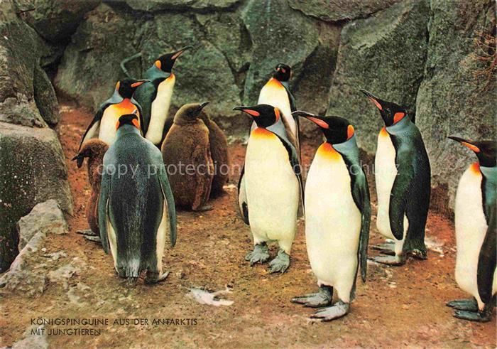 Zoo Gardin Zoologique-- Koenigspinguine Antarktis Frankfurt Main