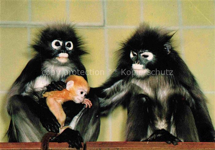 Zoo Gardin Zoologique-- Frankfurt Main Brillenlanguren Hinterindien