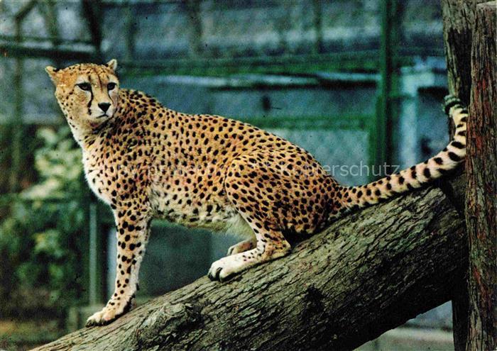 Zoo Gardin Zoologique-- Frankfurt Main Gepard